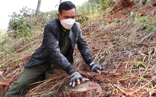 Nhức nhối tái diễn tình trạng phá rừng lấn chiếm đất ở Lâm Đồng