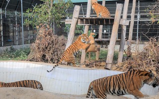 Quảng Bình đón 7 con hổ về nuôi dưỡng "đặc biệt" ở Phong Nha - Kẻ Bàng