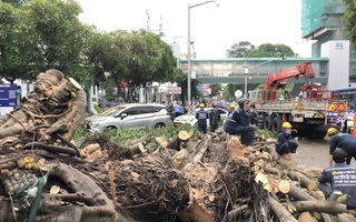 CLIP: Xử lý cây đa khổng lồ ngã trước Bệnh viện Ung bướu TP HCM