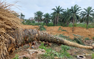 "Số phận" hàng trăm cây cọ dầu trong khu Dự án ở Đông Hà ra sao?