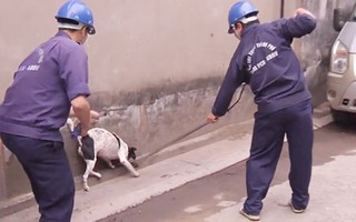 Hà Nội lập gần 600 đội bắt chó thả rông
