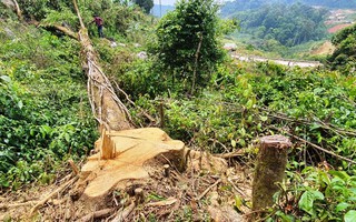 Điều tra vụ ngang nhiên phá rừng chiếm đất ở Lâm Đồng