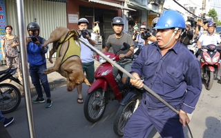 Cần duy trì việc bắt chó thả rông