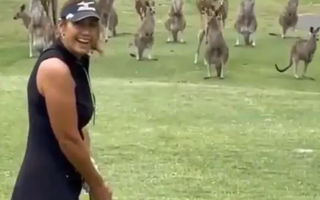 Người phụ nữ bị kangaroo "phục kích", đánh tơi tả