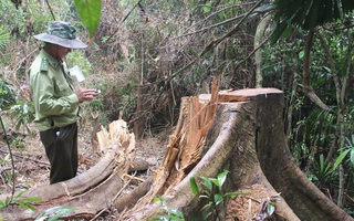 Quảng Nam đưa ra 5 lý do khiến 2.850 ha rừng tự nhiên "biến mất" trong 1 năm