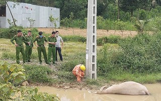 Tá hỏa phát hiện trâu bị điện giật chết