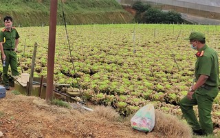 Xót xa vườn xà lách cô-rôn hàng trăm ngàn gốc nghi bị đầu độc