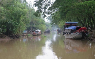 Tảo tần ghe lúa nuôi con