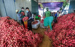 Hàng trăm thương lái Trung Quốc đã được cấp thị thực để đến Bắc Giang mua vải thiều