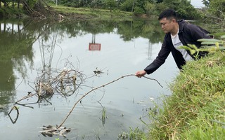 Lập đoàn kiểm tra nguyên nhân cá chết hàng loạt trên sông Bàu Giang