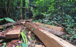 Tạm đình chỉ công tác Trạm trưởng Trạm bảo vệ rừng ở Quảng Bình