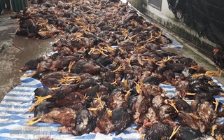 Sét đánh chết gần 6.000 con gà trong trang trại