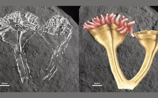 Động vật ăn thịt cổ xưa nhất hiện hình nguyên vẹn sau 560 triệu năm
