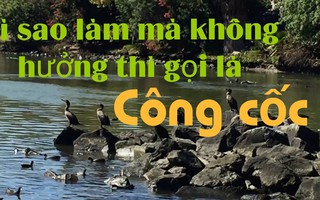 Công cốc