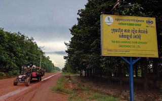 Sang Campuchia trồng cao su: Bắt đầu có lãi