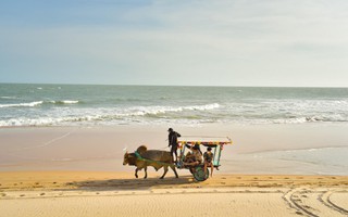 Có nên cấm xe bò chở khách du lịch trên bãi biển?