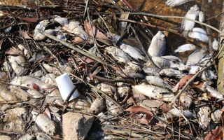 Cá chết bất thường tại hồ nước sạch cung cấp cho hàng ngàn hộ dân TP Hà Tĩnh