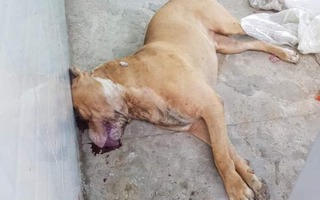 Vụ nữ chủ nhà bị chó Pitbull cắn tử vong: Tiêu hủy con chó "phản chủ"