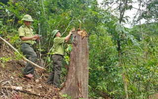 Yêu cầu xử lý việc "ém" hơn 3 ha rừng tự nhiên sau phản ánh của Báo Người Lao Động
