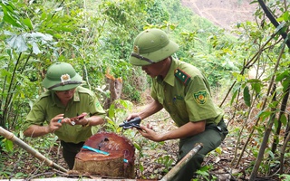 Đề nghị công an vào cuộc vụ phá rừng đầu nguồn suối La La