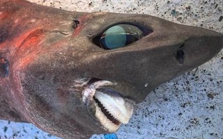 Bộ dạng kỳ quái của 1 con cá mập ở Úc
