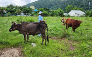 Bắt quả tang gã đàn ông chuyên đi trộm trâu, bò