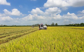 Tăng cường trồng lúa chất lượng cao