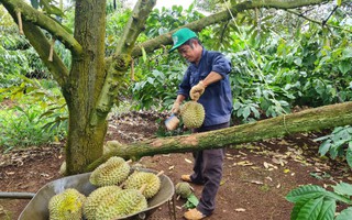 Sầu riêng thành sầu chung!