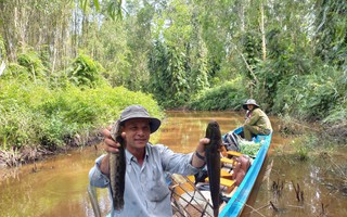 CLIP: Đã mắt xem nông dân đặt lọp bắt cá đồng ở rừng U Minh Hạ