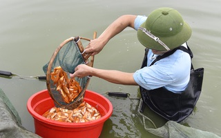 Vựa cá chép đỏ ở xứ Thanh tất bật chuẩn bị "phương tiện" cho ông Công, ông Táo về trời