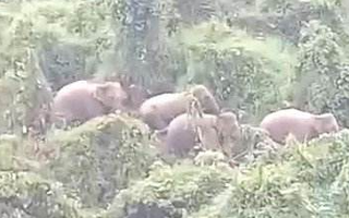 CLIP: Đàn voi rừng mập mạp xuất hiện ở Quảng Nam