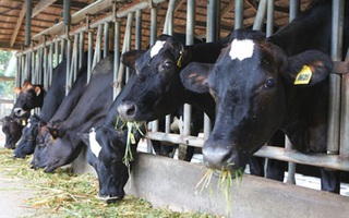 Một công ty sữa nhập 720 con bò tơ về nuôi khi chưa được phép
