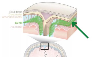 Phát hiện cấu trúc hoàn toàn mới trong não người