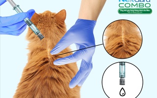 Boehringer Ingelheim ra mắt sản phẩm điều trị ký sinh trùng cho mèo