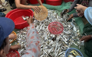 Độc đáo cảnh kéo lưới gần bờ của ngư dân Đà Nẵng mùa biển động