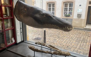 Lộ diện "chúa tể đại dương" kỷ Jura có thân hình dài 6 m