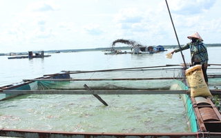 Cấm khai thác thủy sản ở hồ Dầu Tiếng trong 1 tháng