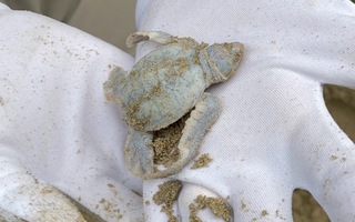Độc đáo rùa biển bạch tạng chào đời tại Six Senses Côn Đảo