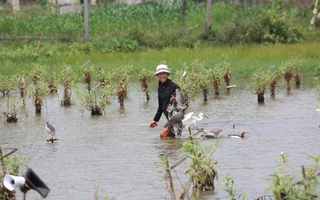 Chim trời thưa vắng