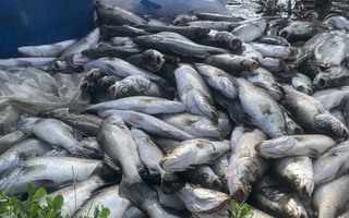 Hơn 50 tấn cá lồng bè chết trắng, nông dân trắng tay sau một đêm thức dậy