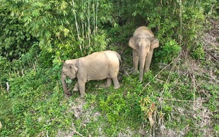 Phát hiện xác con voi đực có cặp ngà dài ở trong rừng