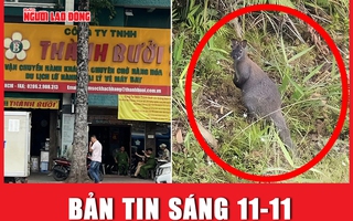 Bản tin sáng 11-11: Tiếp tục khám xét Công ty Thành Bưởi | Bất ngờ phát hiện 3 con chuột túi ở Cao Bằng