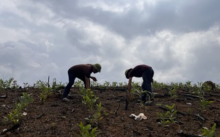 Nghịch lý hàng trăm hộ dân "khát" đất sản xuất