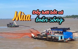 VIDEO: Mùa đẩy lưới bắt cá trên sông Tiền ở An Giang