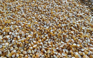 Việt Nam chi gần 5 tỉ USD nhập khẩu bắp, lúa mì, đậu nành để làm gì?