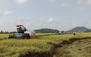 Cơ hội để gạo Việt Nam lập phân khúc mới