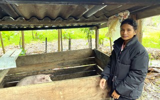 Hơn 600 con dê, lợn hỗ trợ người nghèo bất ngờ "chết như rạ" ở Quảng Bình