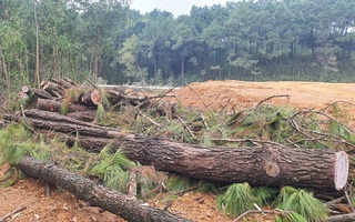 Lợi dụng dự án xây nghĩa trang để phá rừng thông 40 năm tuổi
