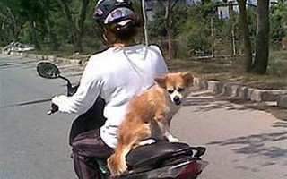 Mối nguy chở chó trên xe máy