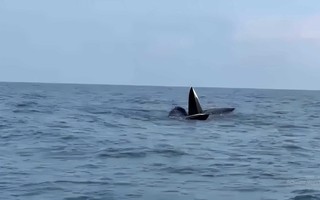 VIDEO: 3 con cá voi dài gần 20 m ngoi lên mặt nước săn mồi ở Cô Tô